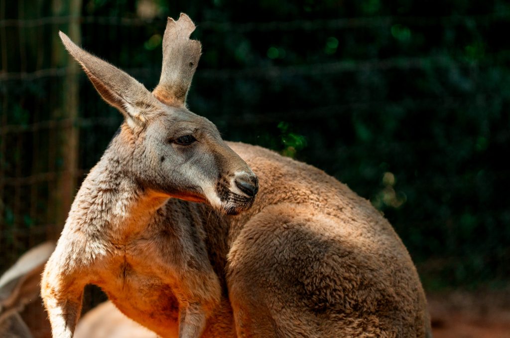 Check out Kangaloom at Busch Gardens Tampa Bay