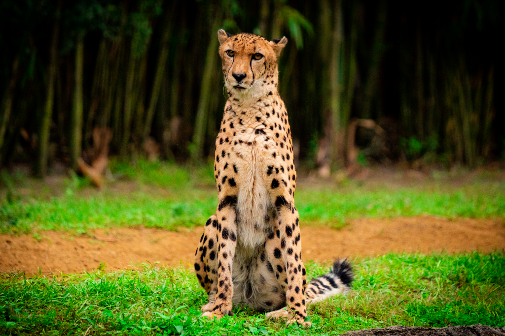 Cheetah at Busch Gardens Tampa Bay