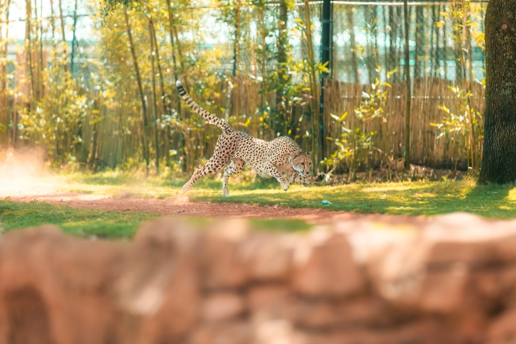 Cheetah at Busch Gardens Tampa Bay