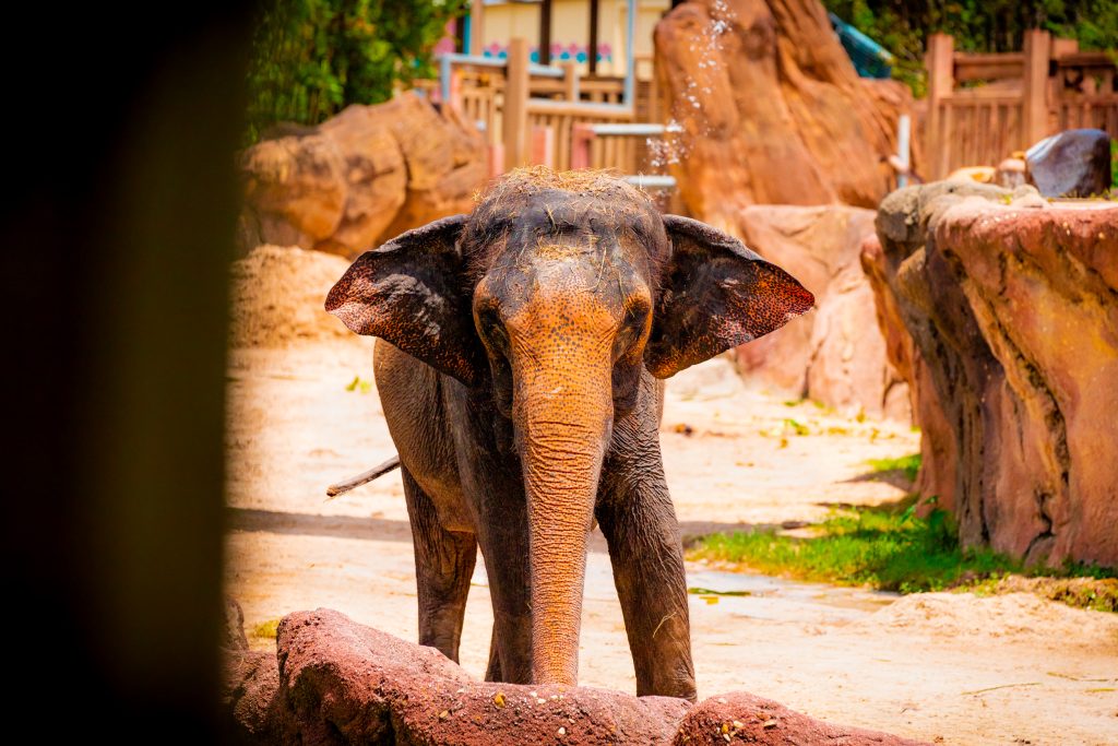 Elephant at Busch Gardens Tampa Bay