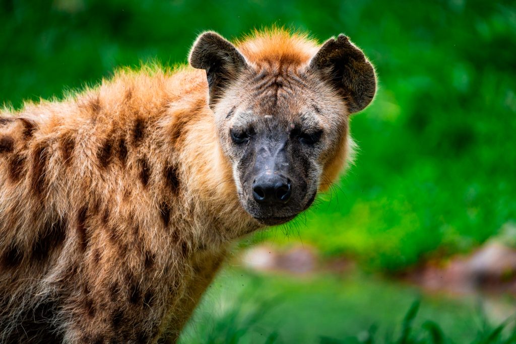 Hyena at Busch Gardens Tampa Bay