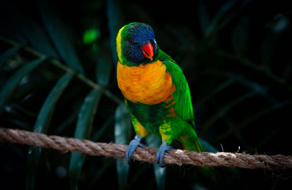 Lorikeets at Lory Landing