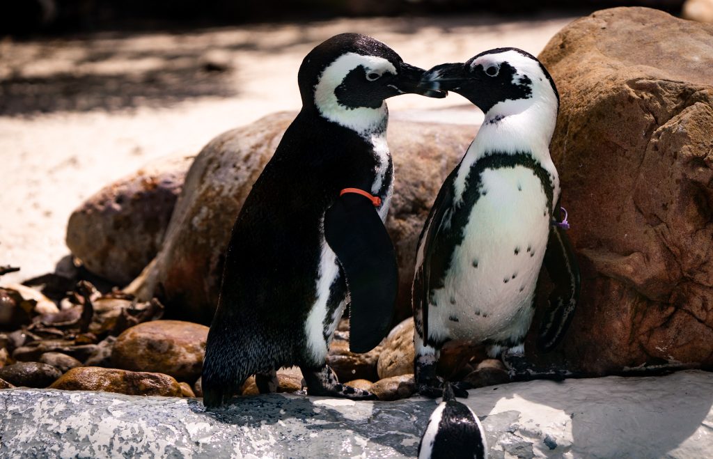 Penguins at Busch Gardens Tampa Bay