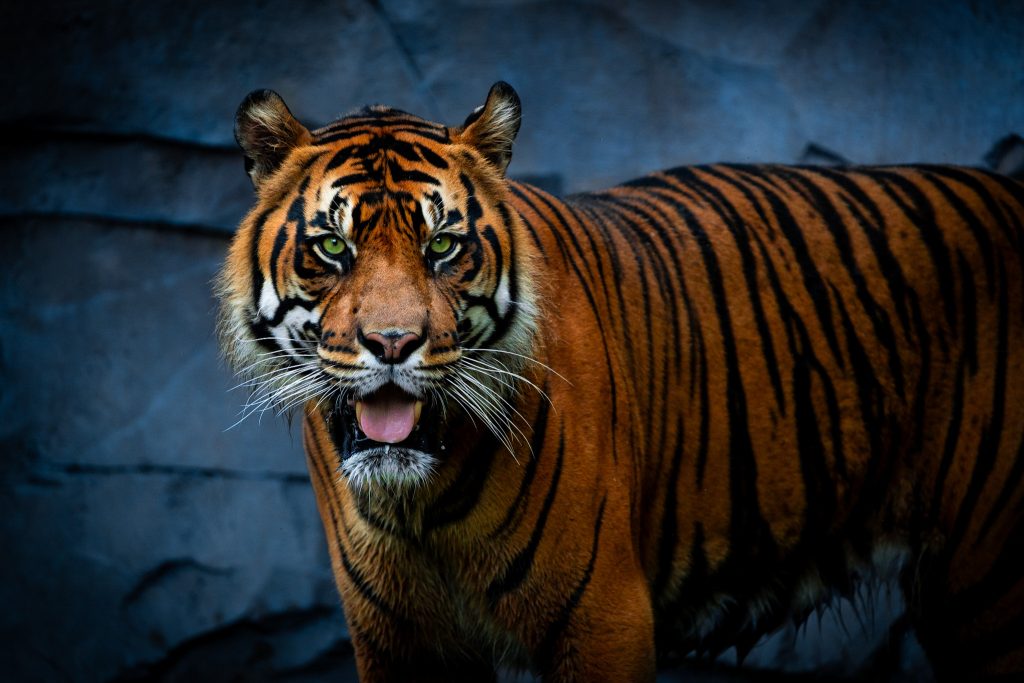 Tiger at Busch Gardens Tampa Bay