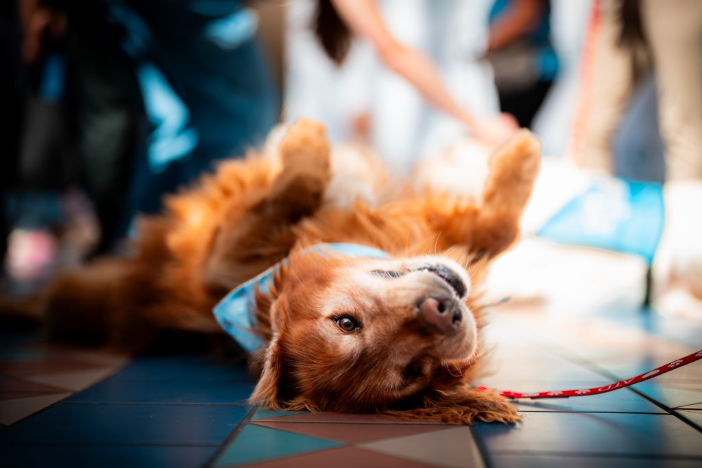 MCO Paw Pilots at Orlando International Airport