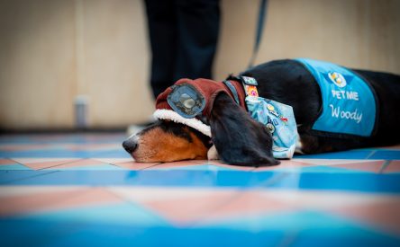 MCO Paw Pilots: 5 Years of Service at Orlando International Airport