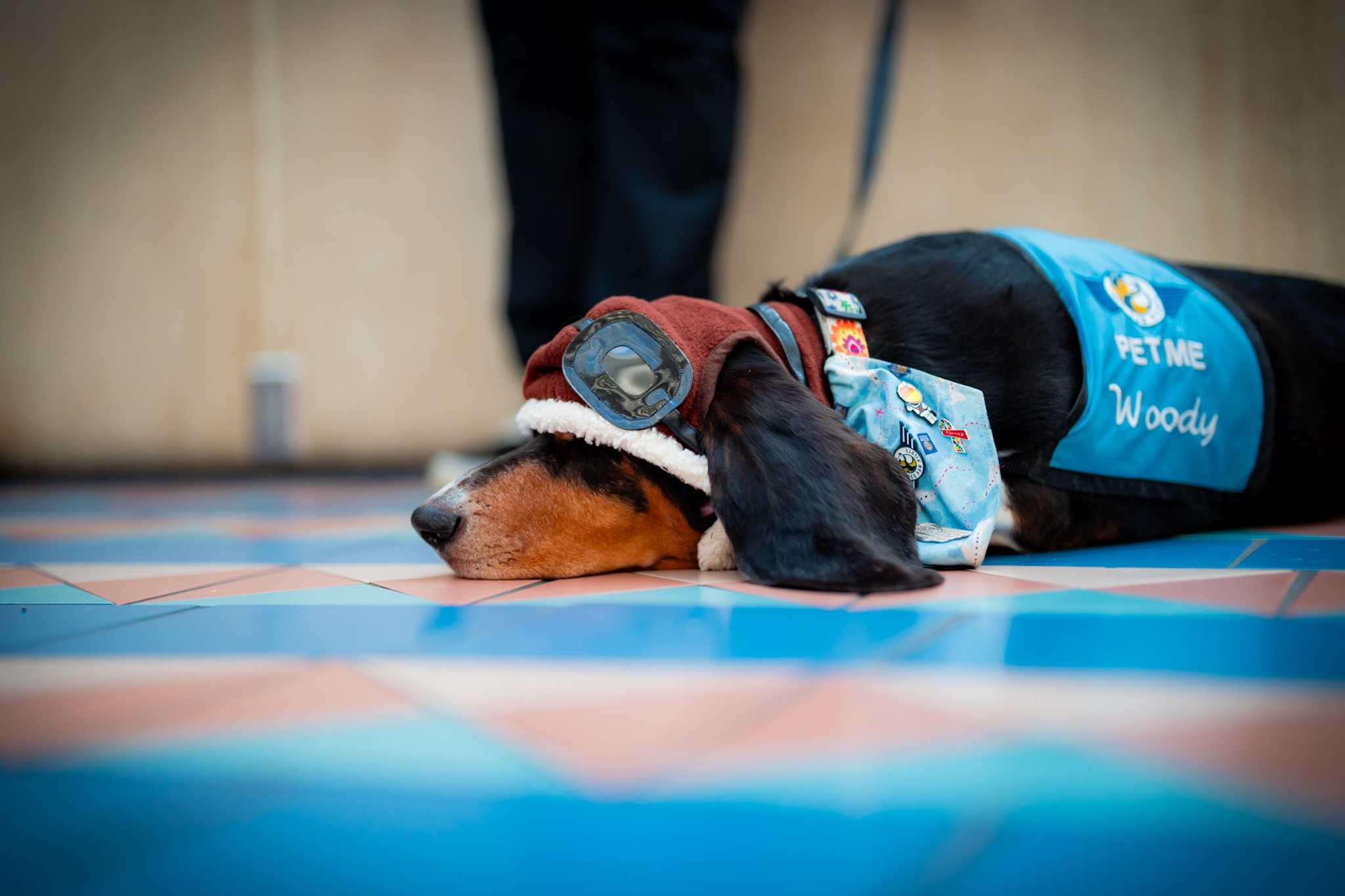 MCO Paw Pilots